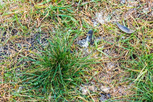 Shot of the frost on the green grass