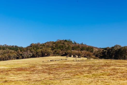 BEECHWORTH, AUSTRALIA - JANUARY 1 2025: Famous Flat Rock and landscape near Beechworth in Beechworth Historic Park in Australia on January 1st, 2025