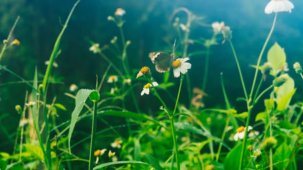 Summer mood background. Energy of Magic wild flora and fauna. Flowers, grass, butterflies.