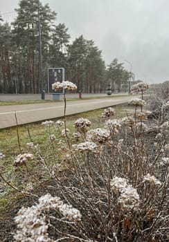 The first snow has fallen on the plants that are still green