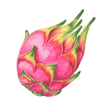 Whole pink and green dragon fruit. Pitahaya watercolor illustration. Pitaya clipart for use in tropical-themed invitations, exotic fruit advertisements, or health food branding, fruit markets