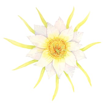 Dragon fruit flower with yellow and white petals. Pitahaya blossom watercolor illustration. Pitaya cactus part clipart for botanical prints, garden-themed designs, or educational posters.