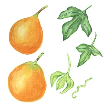 Sweet orange granadilla fruits, whole, buds and leaves set. Yellow passion fruit bundle. Watercolor clipart collection for tropical-themed designs, educational materials, or exotic fruit branding
