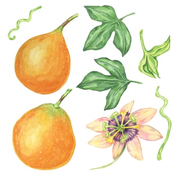 Sweet orange granadilla fruits, whole, flower and leaves set. Yellow passion fruit bundle. Watercolor clipart collection for botanical illustrations, exotic garden catalogs, or tropical-themed designs