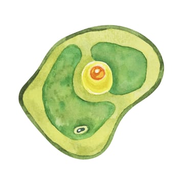 Chlorella illustration featuring a single green algae cell with detailed structure. Seaweed superfood Watercolor clipart for eco-friendly designs, product packaging, and educational visuals