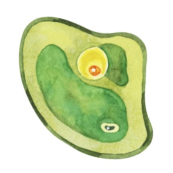 Chlorella illustration featuring a single green algae cell with detailed structure. Seaweed superfood Watercolor clipart for educational content, wellness branding, and scientific publications