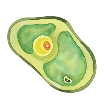 Chlorella illustration featuring a single green algae cell with detailed structure. Seaweed superfood Watercolor clipart for educational materials, wellness products, and scientific illustrations