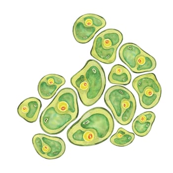 Chlorella sea life watercolor illustration of clustered green algae cells. Superfood clipart Ideal for educational charts, biology class materials, or eco-conscious product branding