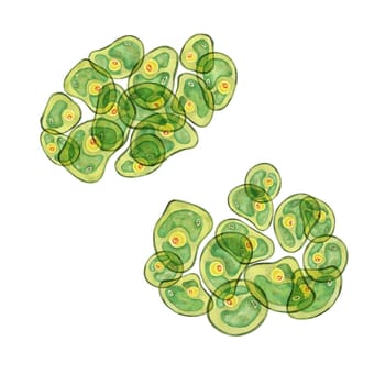 Green algae watercolor image with a spread of Chlorella cells, sea organism group. Clipart for use in scientific articles, nature-themed stationery, or educational websites, environmental blog