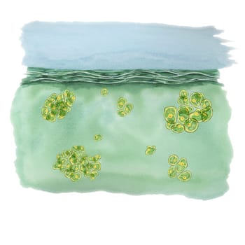 Green algae watercolor clipart featuring Chlorella clusters in a natural water environment with shades of blue and green. Great for nature-themed projects, educational content, and product branding