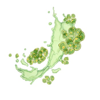 Chlorella algae watercolor clipart featuring green clusters in an abstract dynamic splash design. Ideal for educational content, environmental campaigns, and wellness branding