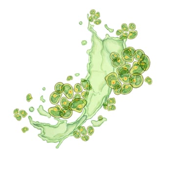 Green algae watercolor clipart showcasing Chlorella clusters in a fluid motion design. Sea superfood for Use in educational materials, product packaging, and eco-friendly branding