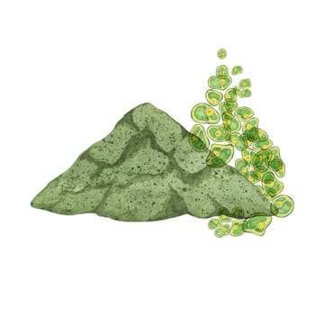 Green algae watercolor clipart featuring Chlorella clusters on a Chlorella powder pile background. Great for educational materials, product packaging, and environmental campaigns