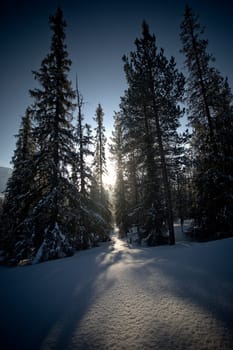 A serene winter forest scene with tall pine trees casting long shadows on the snow-covered ground, illuminated by the soft glow of the setting sun.