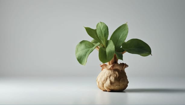 A bulbous plant with vibrant green leaves sits upright on a flat surface, illuminated by soft, natural light. The unique shape of the bulb adds an interesting texture.