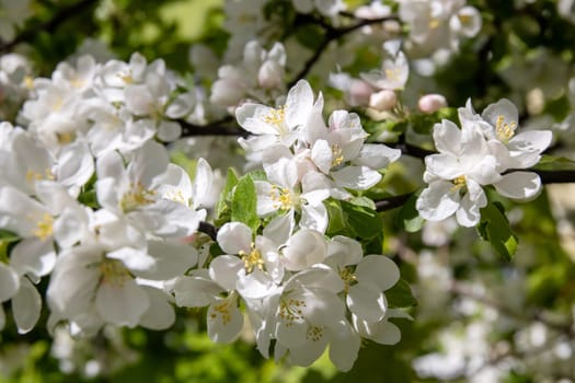 White flowers on the branches of an apple tree