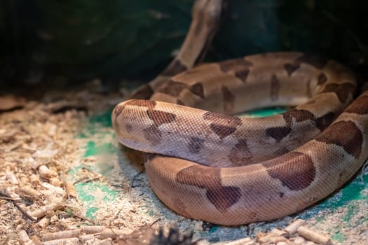 Small brown snake in a terrarium close up