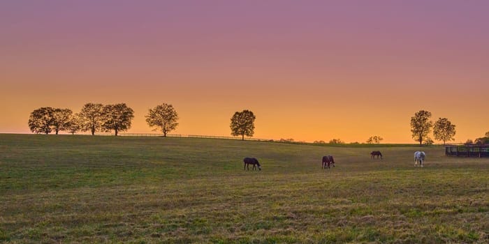Group of horses grazing at dusk in a open field.