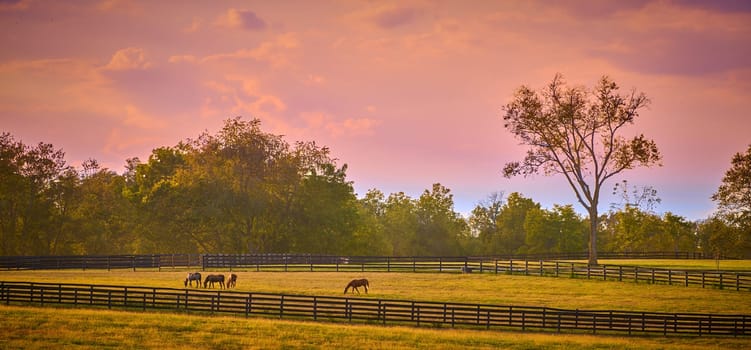 Group of horses grazing at sunset with fence.