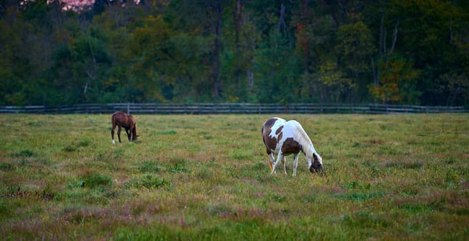 Two horses grazing at evening in a open field.