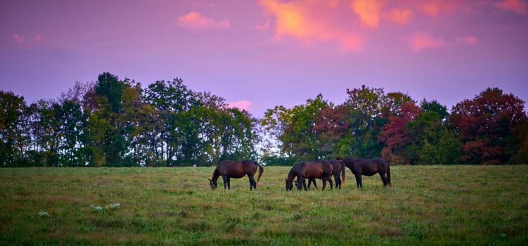 Horses grazing at dusk in a open field.