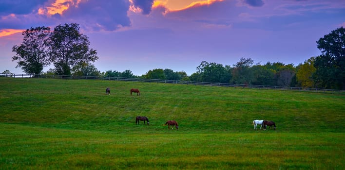 Group of horses grazing at dusk in a field.
