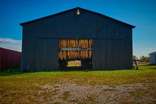 Tobacco hanging in a black barn with blue sky.