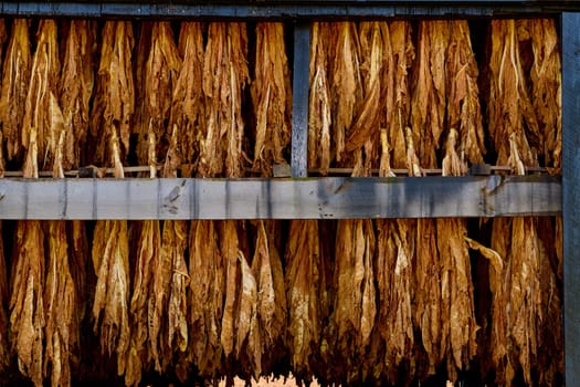 Close-up of tobacco hanging in a barn.