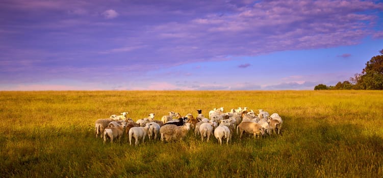 Group of sheep in a open field.