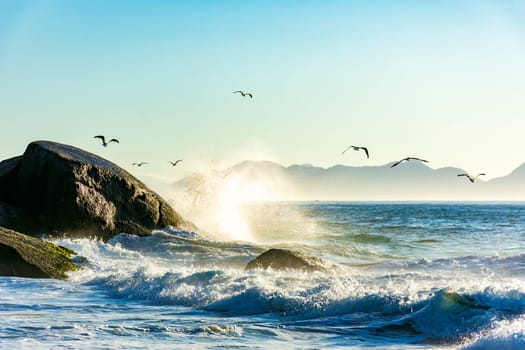 Seagulls over the sea waves at Devil Beach between Copacabana and Ipanema in Rio de Janeiro during sunrise