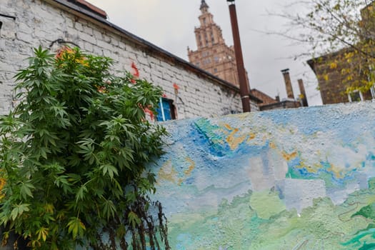 A close-up photo of fresh marijuana leaves in an urban setting, showcasing the vibrant green foliage of the cannabis plant amidst the cityscape