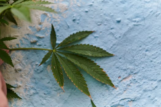 A close-up photo of fresh marijuana leaves in an urban setting, showcasing the vibrant green foliage of the cannabis plant amidst the cityscape