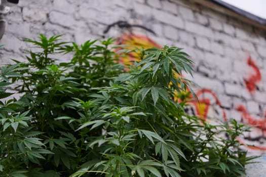 A close-up photo of fresh marijuana leaves in an urban setting, showcasing the vibrant green foliage of the cannabis plant amidst the cityscape