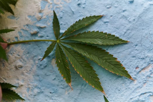 A close-up photo of fresh marijuana leaves in an urban setting, showcasing the vibrant green foliage of the cannabis plant amidst the cityscape