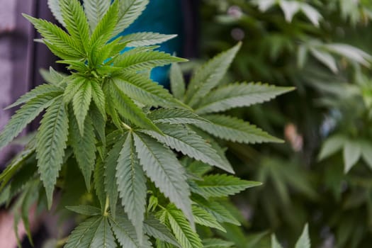 A close-up photo of fresh marijuana leaves in an urban setting, showcasing the vibrant green foliage of the cannabis plant amidst the cityscape