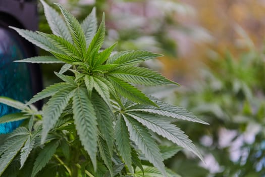 A close-up photo of fresh marijuana leaves in an urban setting, showcasing the vibrant green foliage of the cannabis plant amidst the cityscape