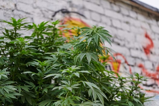 A close-up photo of fresh marijuana leaves in an urban setting, showcasing the vibrant green foliage of the cannabis plant amidst the cityscape