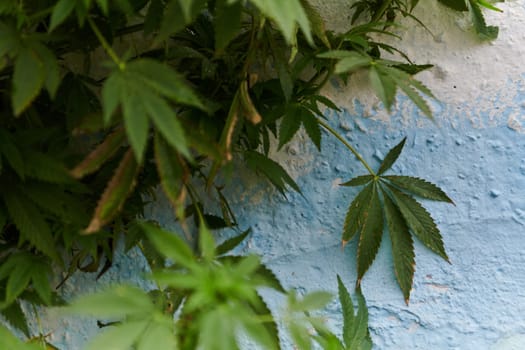 A close-up photo of fresh marijuana leaves in an urban setting, showcasing the vibrant green foliage of the cannabis plant amidst the cityscape