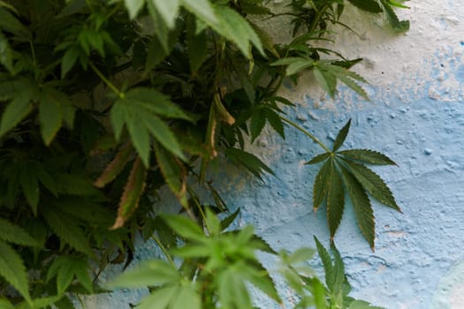 A close-up photo of fresh marijuana leaves in an urban setting, showcasing the vibrant green foliage of the cannabis plant amidst the cityscape