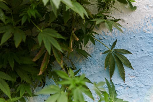 A close-up photo of fresh marijuana leaves in an urban setting, showcasing the vibrant green foliage of the cannabis plant amidst the cityscape