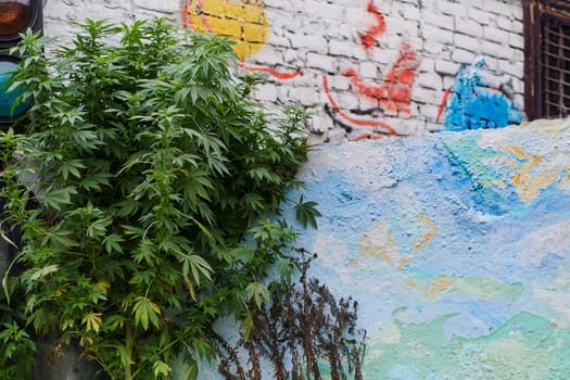 A close-up photo of fresh marijuana leaves in an urban setting, showcasing the vibrant green foliage of the cannabis plant amidst the cityscape