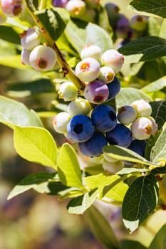 Organic blueberries ripening on a hot summer's day in Stanley, Victoria, Australia