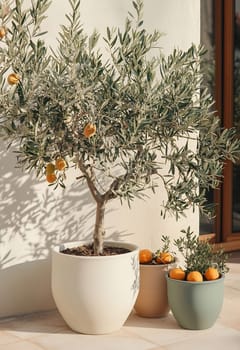 A decorated area showcases an olive tree with ripe oranges, beside two colorful pots with smaller citrus plants.