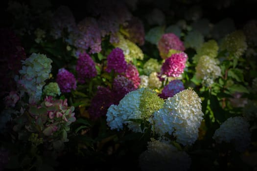 Floral darkened background. Multi-colored hydrangea flowers close-up with a dark vignette on the sides.