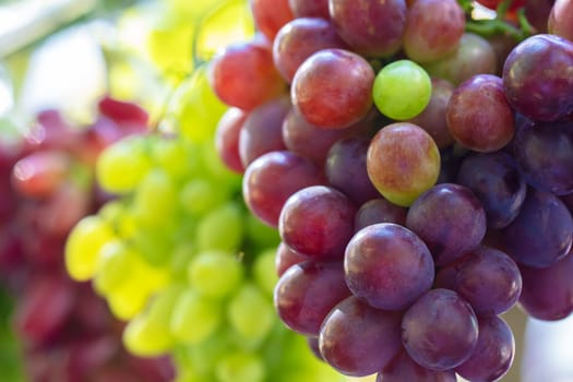 Clusters of elite grape varieties close-up.