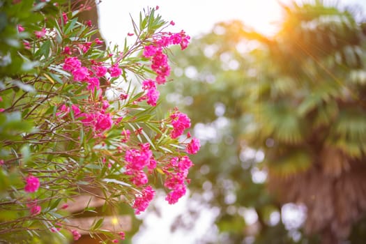 Green bush with red flowers in the yellow rays of the sun.