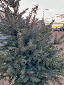 a blue fir tree on a city street after the New Year holidays