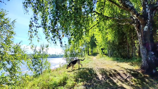 The picturesque river flows gently, surrounded by lush greenery and bathed in sunlight, evoking a peaceful spring atmosphere.