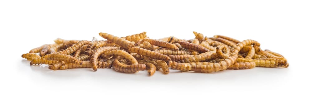 Dried salted worms. Roasted mealworms isolated on a white background.