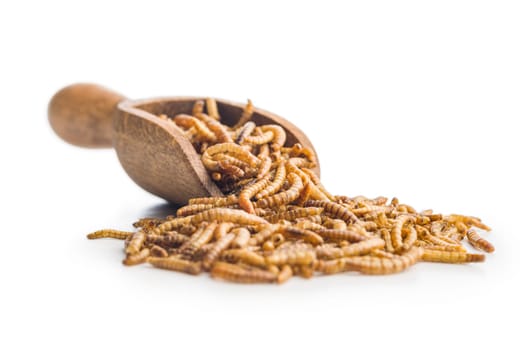 Dried salted worms. Roasted mealworms on scoop isolated on a white background.